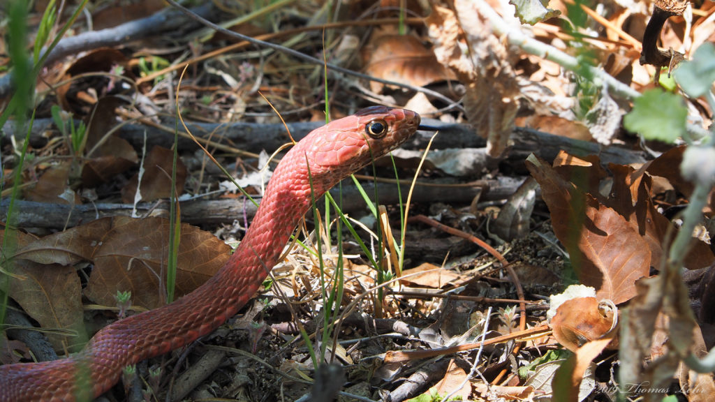 The brain, pushing its murderous bulb