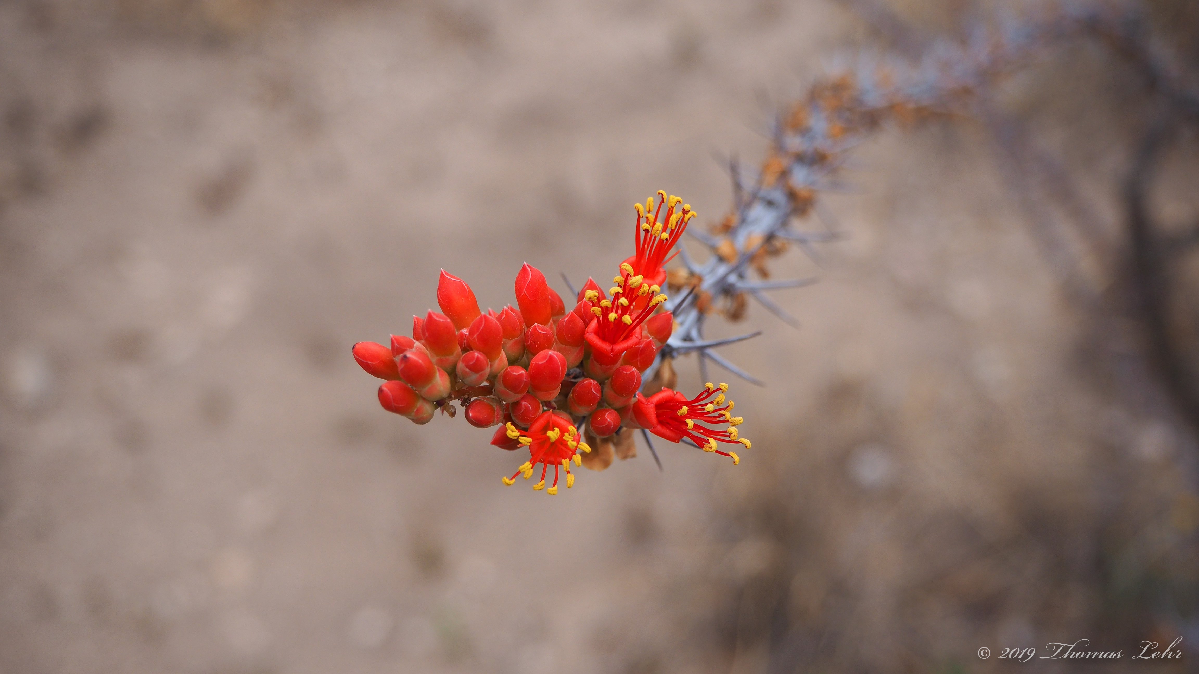 & sometimes when we were birds