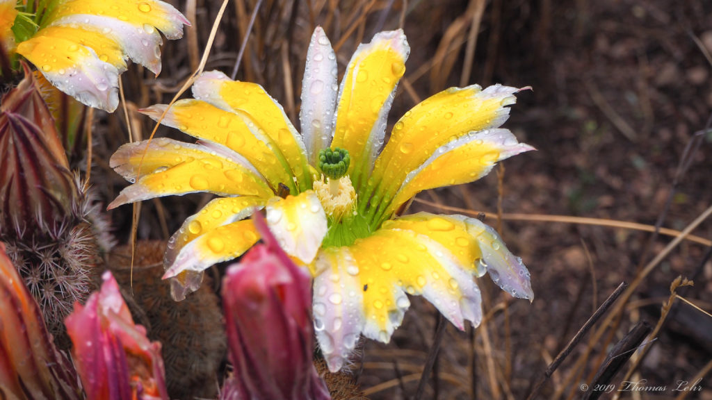 Let the rain beat upon your head with silver liquid drops.