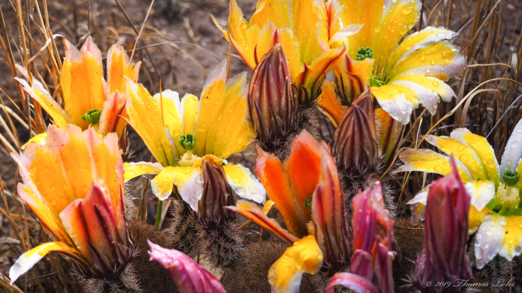 Let the rain sing you a lullaby. —Langston Hughes
