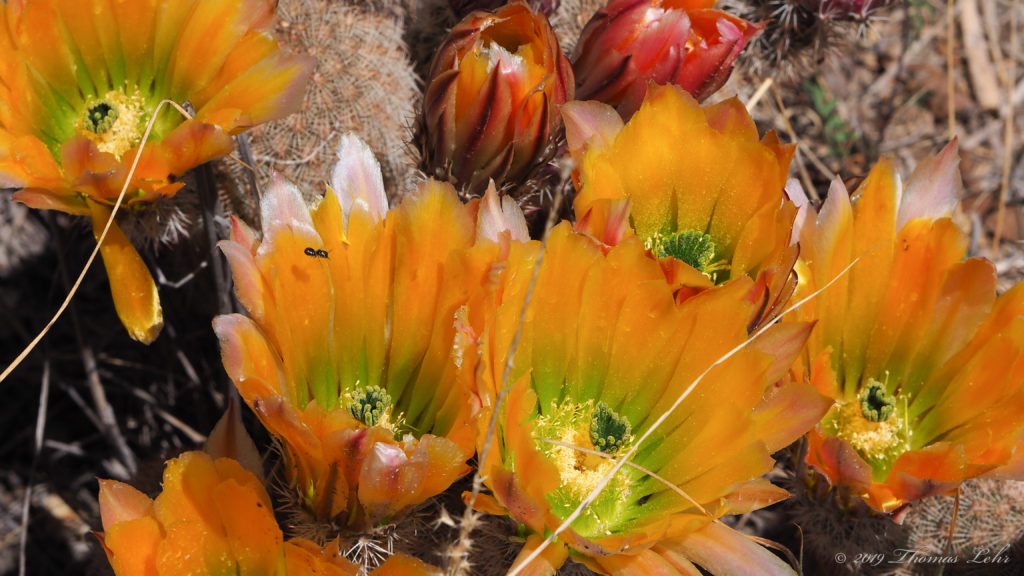 the obscure birthplace of “of," “otherwise,”