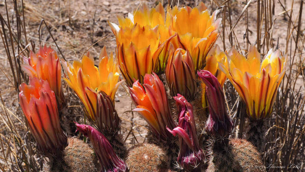 “nevertheless,” and “how,” all those inscrutable