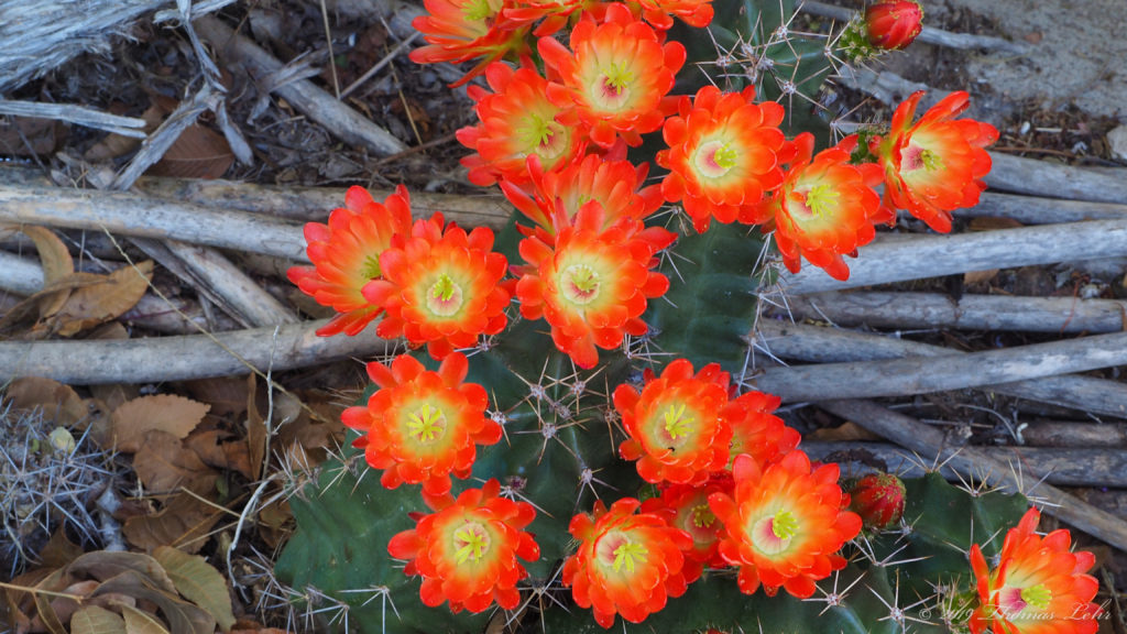 crutches I walk on. —Adélia Prado, translated by Ellen Doré Watson