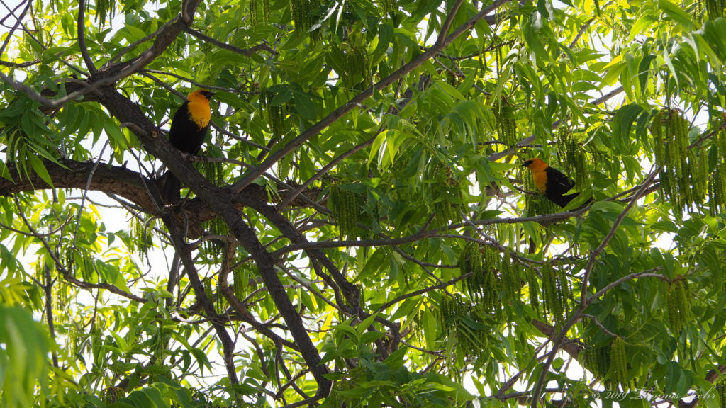 of strangers & parrots,