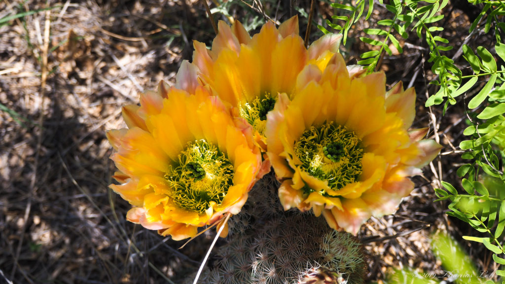 dying on its descent to the earth,