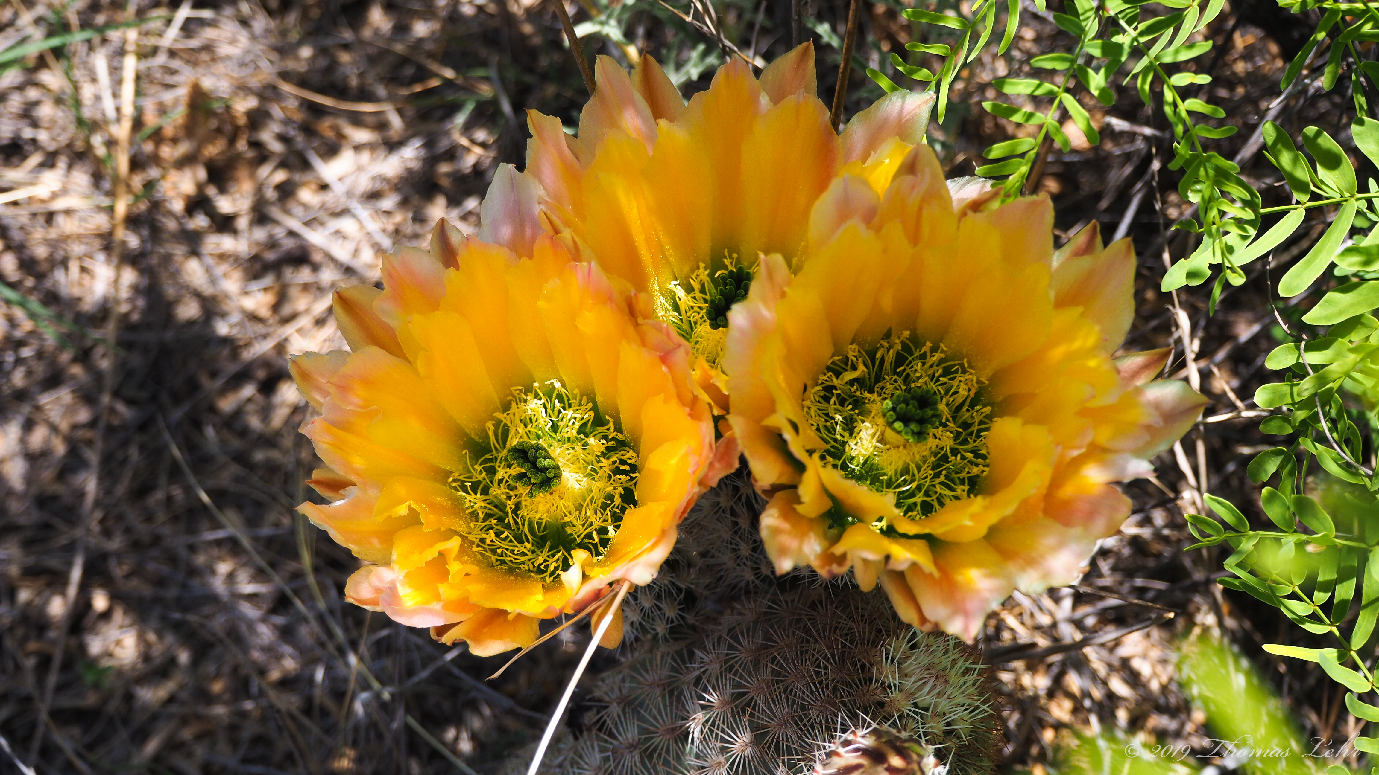 What is a wound but a flower