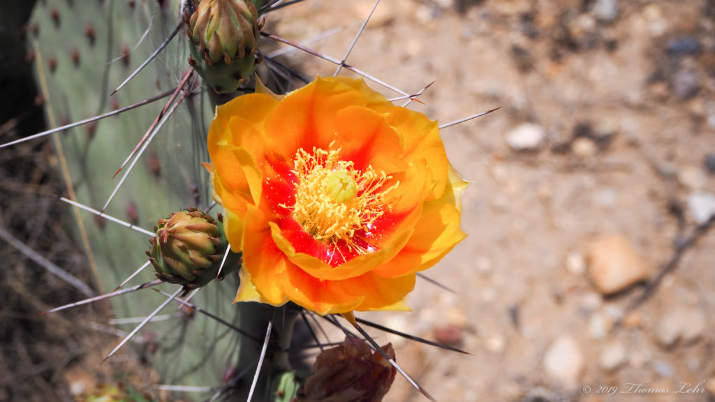 bag of scent filled with war, forest,