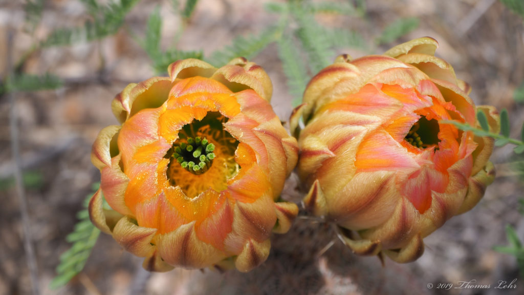 can I find—what distillation, following the recipe