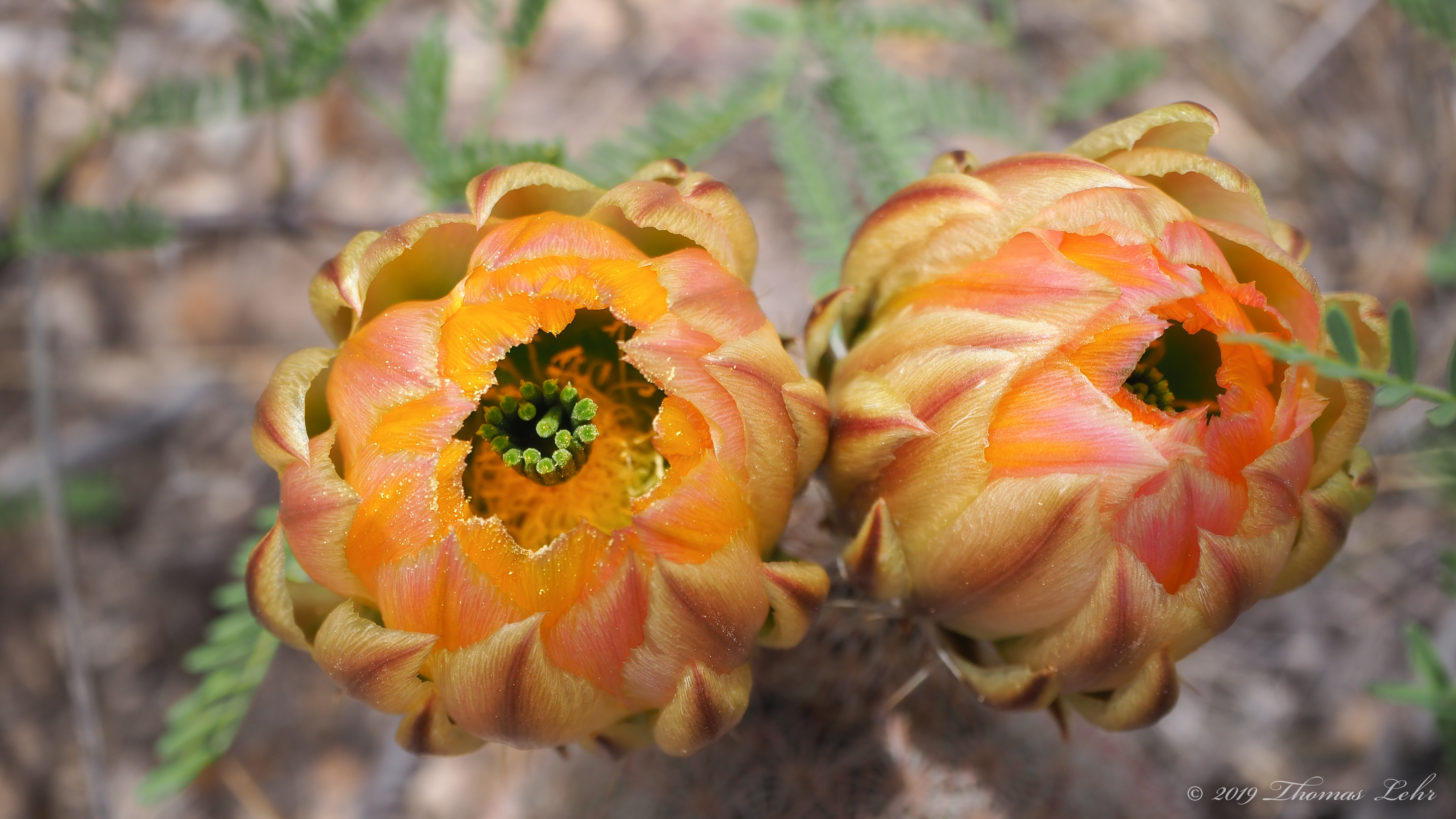 Said an aesthete: “What distillation from magic herbs