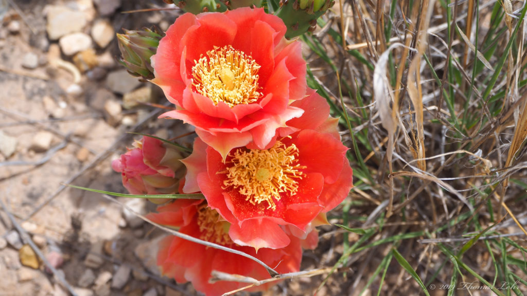 that will bring back to me for one day (if its power