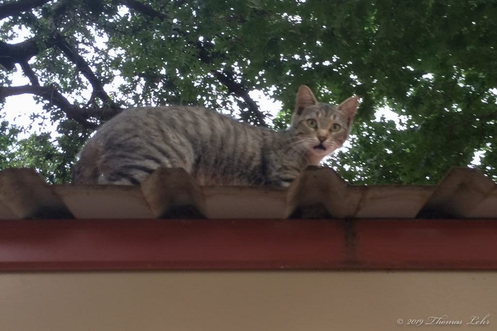 you’re hunting, cat-mouth creeling / in the mouseless dawn? —Karen Volkman