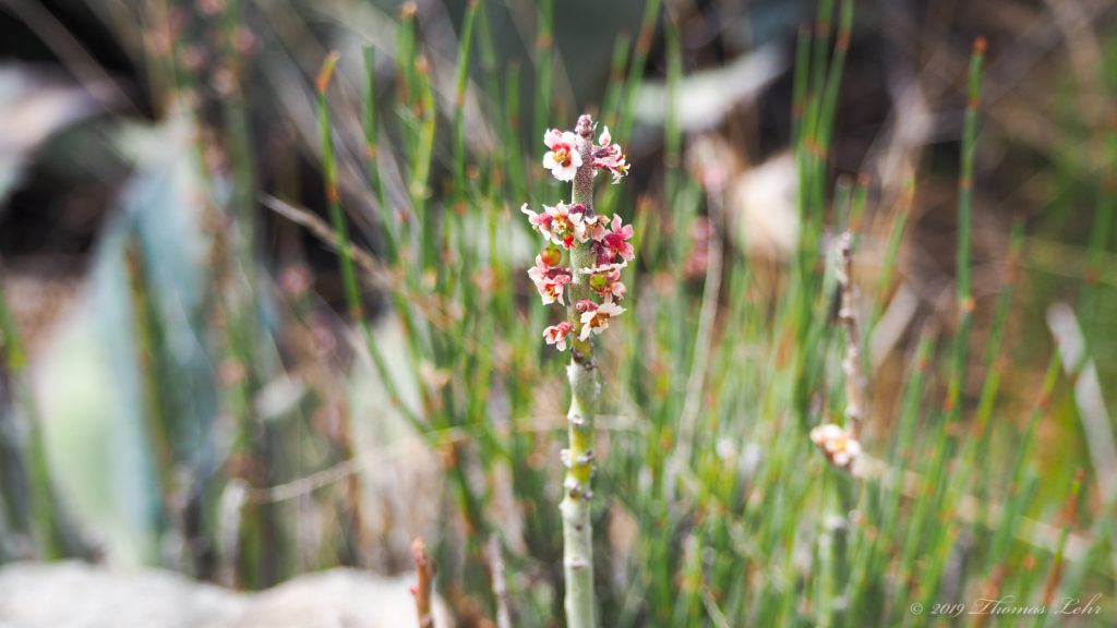 not April and the magnolias