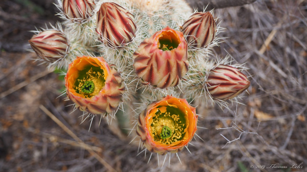 open their goblets up and