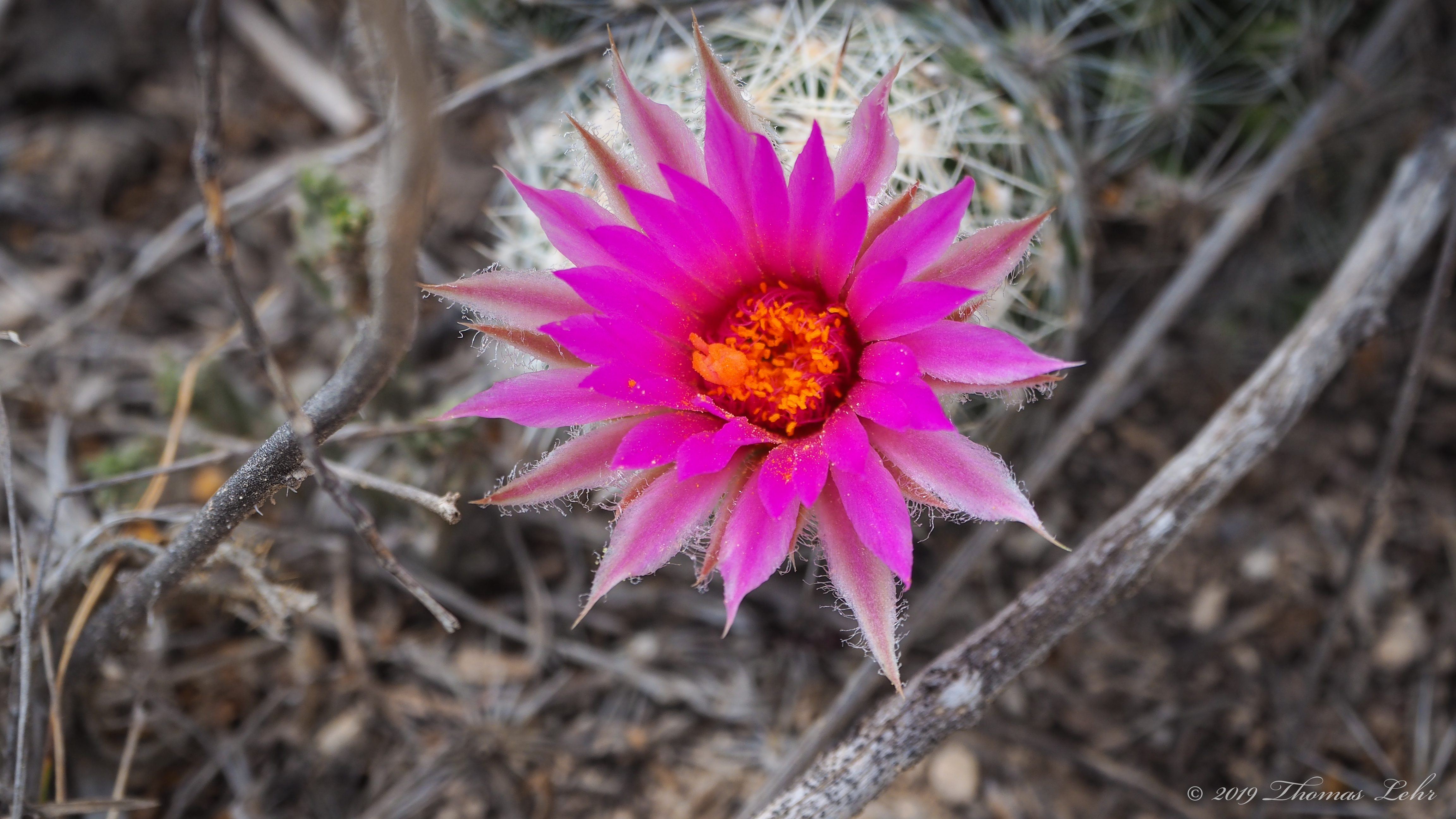 See, for example, “Lady Sings the Blues”: “She’s
