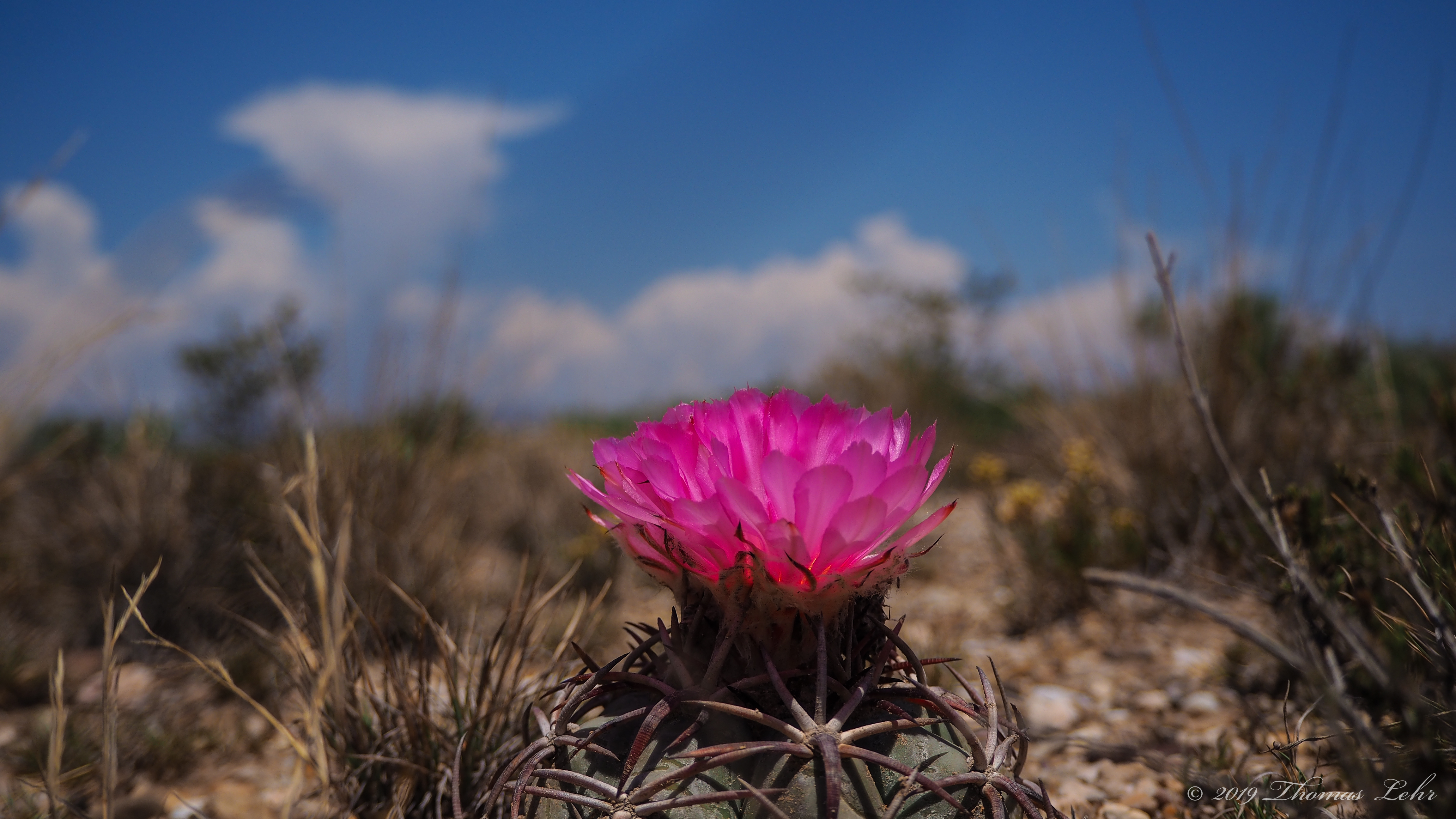 Seeming to love one, I loved many,