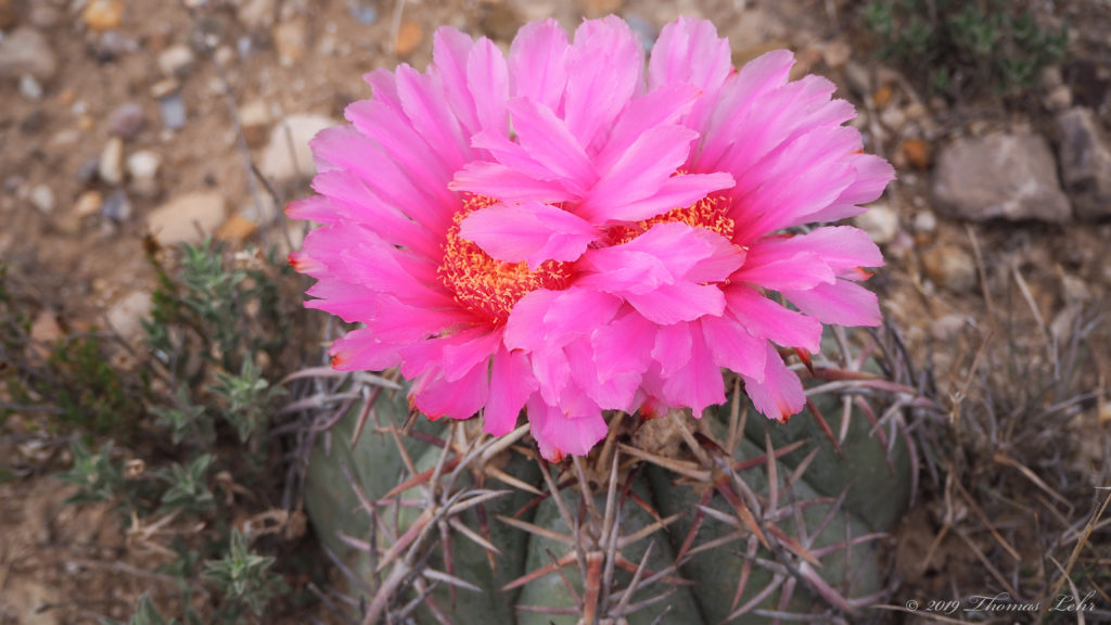 where You—like the vervain—became