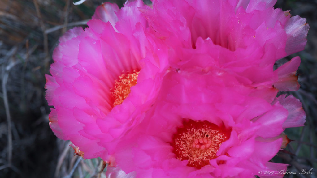 multiples, bursts on a node. —Christine Gosnay