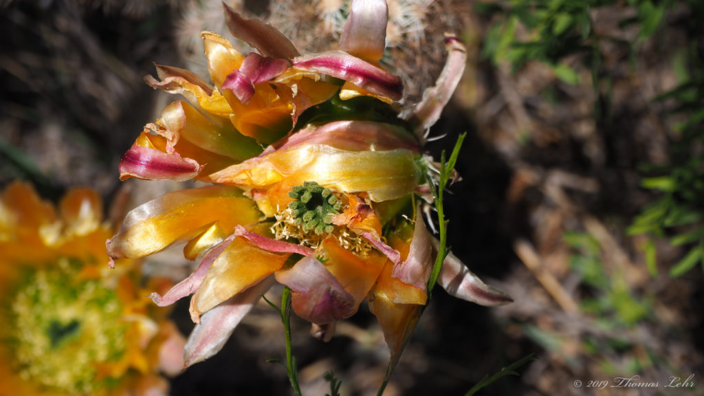 Is not language but a map. What we feel most has