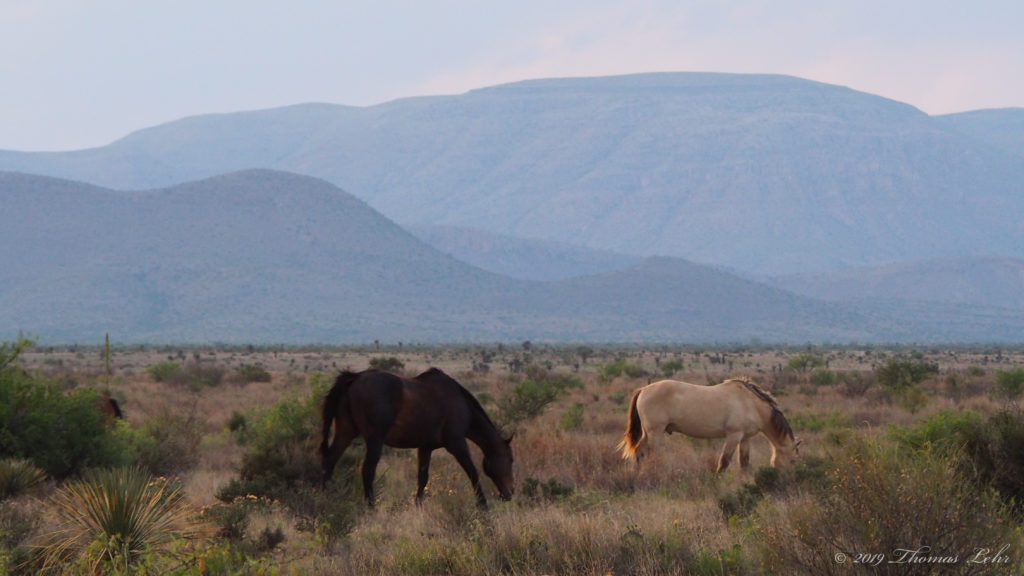 No name but amber, archers, cinnamon, horses, and birds. —Jack Gilbert