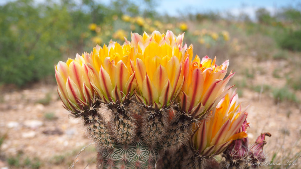 painting, white light on magnolia