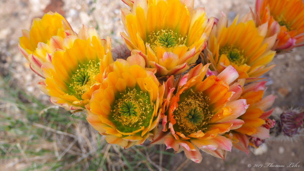 leaves. A hired gardener working