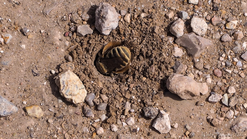 My imperfect heart which prefers