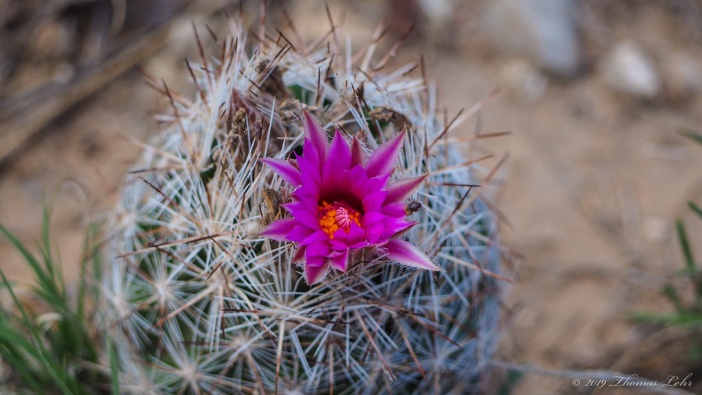 Ungathered up. I hate fussing with nature and would like the world to be