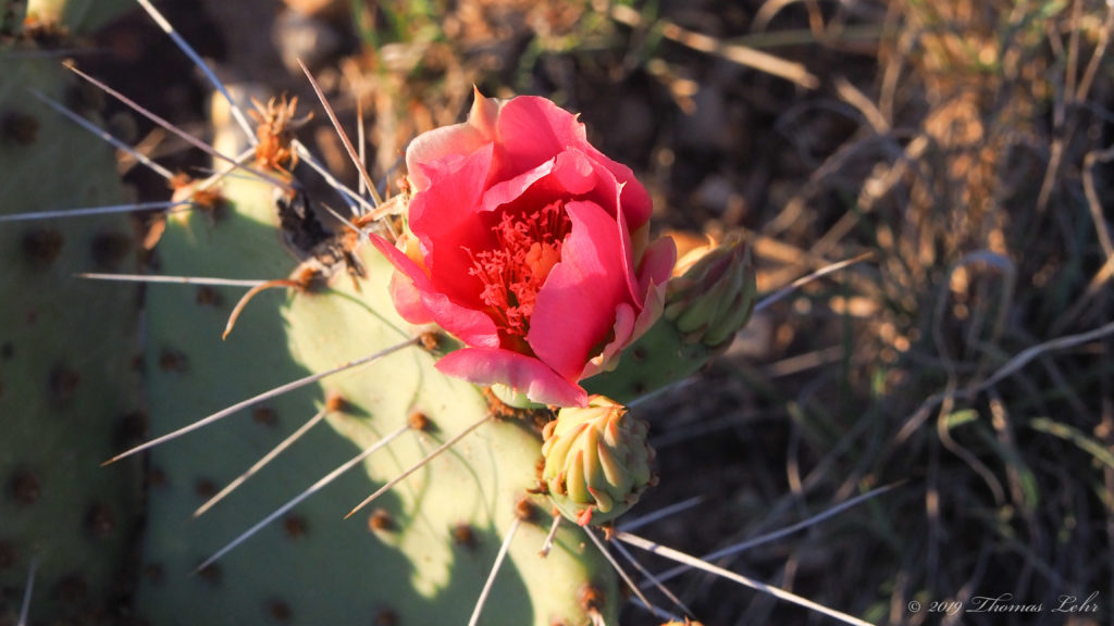 All weeds. I see it from the train, citybound, how the yuccas and chicory