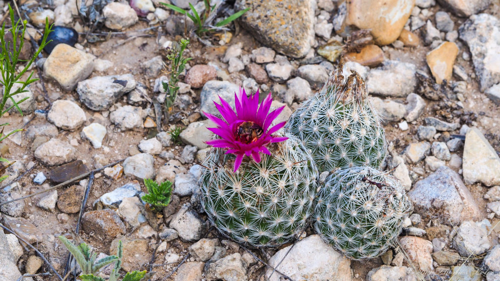 called the sun, and open