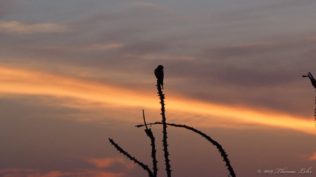 the fire of my own heart,