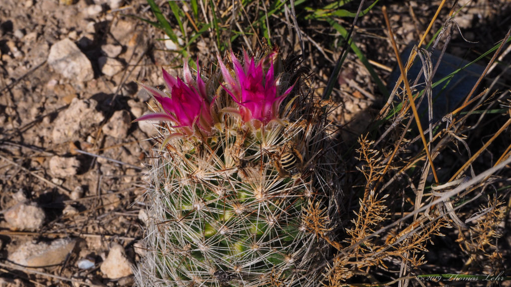 The other men said, /He’ll bury you/