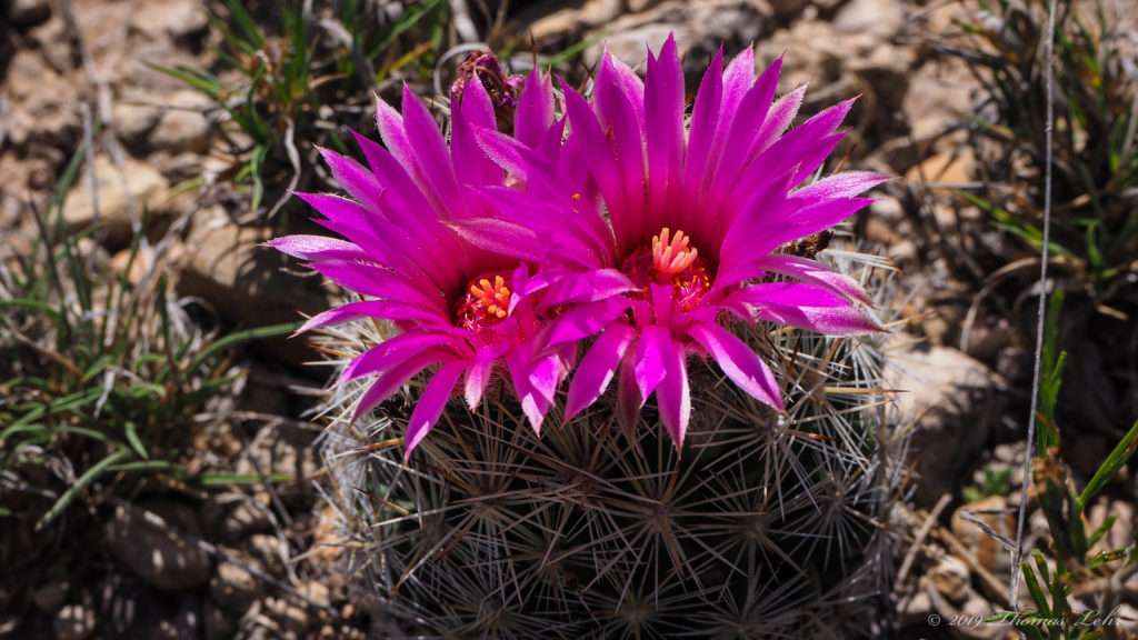 bending gracefully toward its own root, its own death,