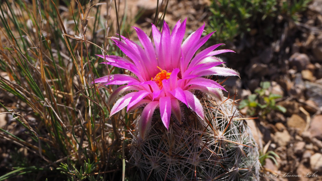 the more beautiful? Or was I ever showy like a peony