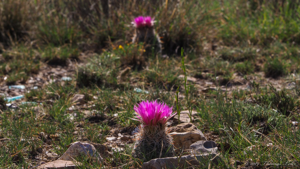 sexed fully pink without blushing? What are emotions