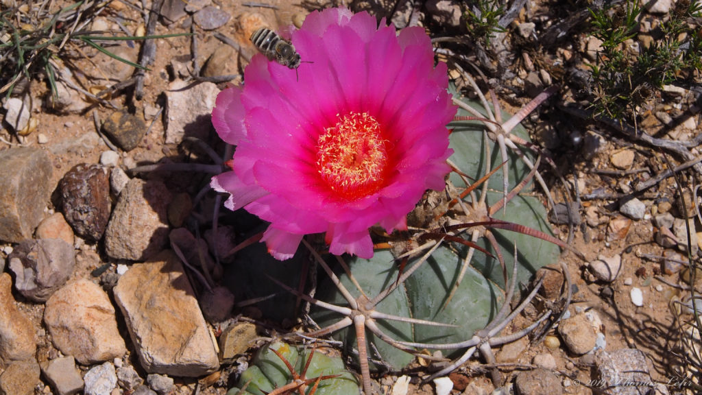 and this is the sun’s birthday; this is the birth