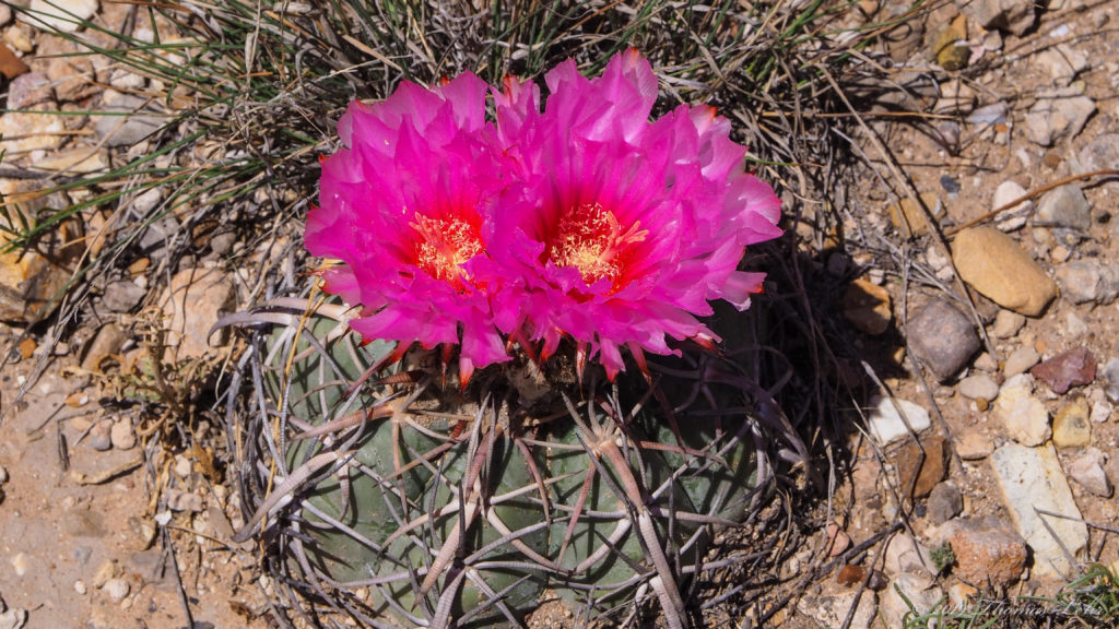 day of life and of love and wings: and of the gay