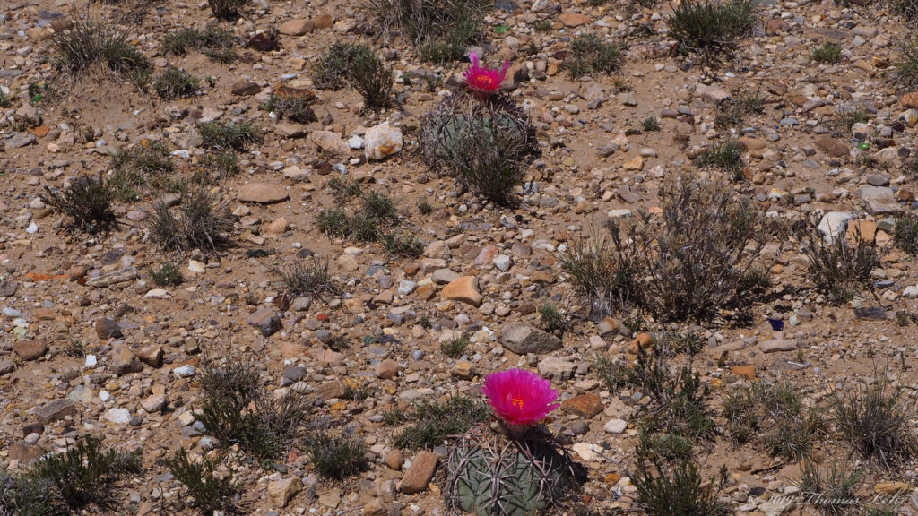 great happening illimitably earth)