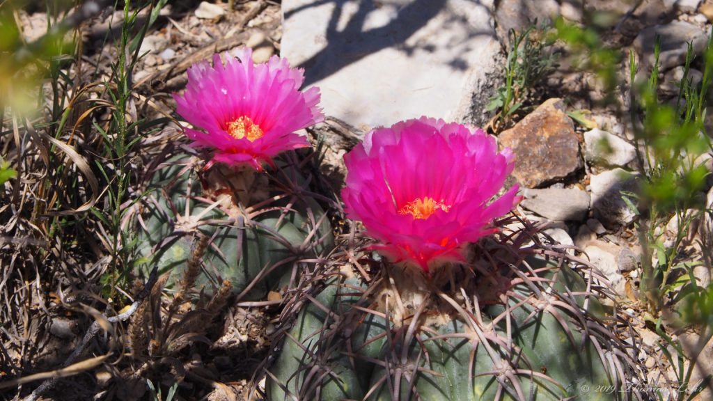 breathing any—lifted from the no