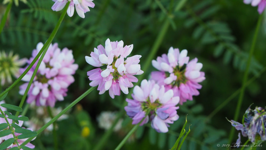 safely in another leaf. Light in darkness. —Adam Zagajewski, translated by Renata Gorczynski