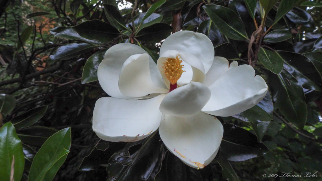 dreams, delirium, eveything that underlies —Frank Bidart