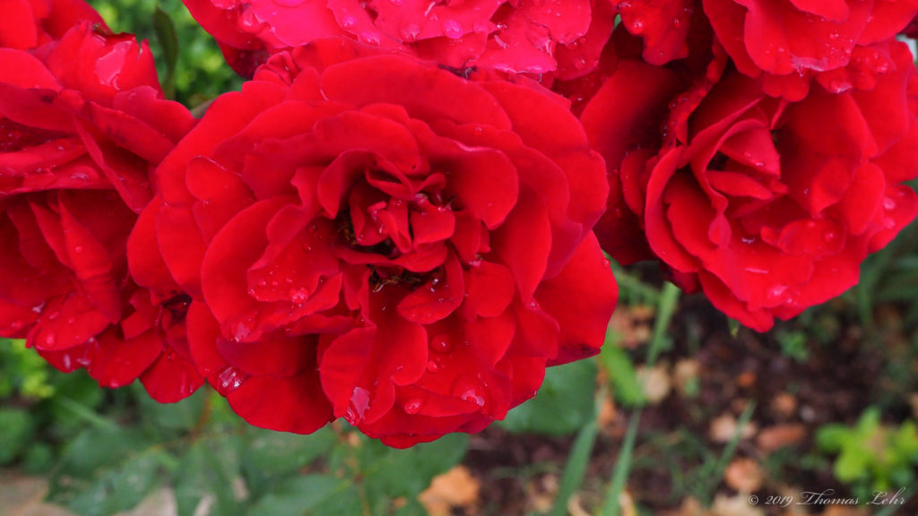 As for an hour carrying us diverse, yet cannot carry us diverse forever;