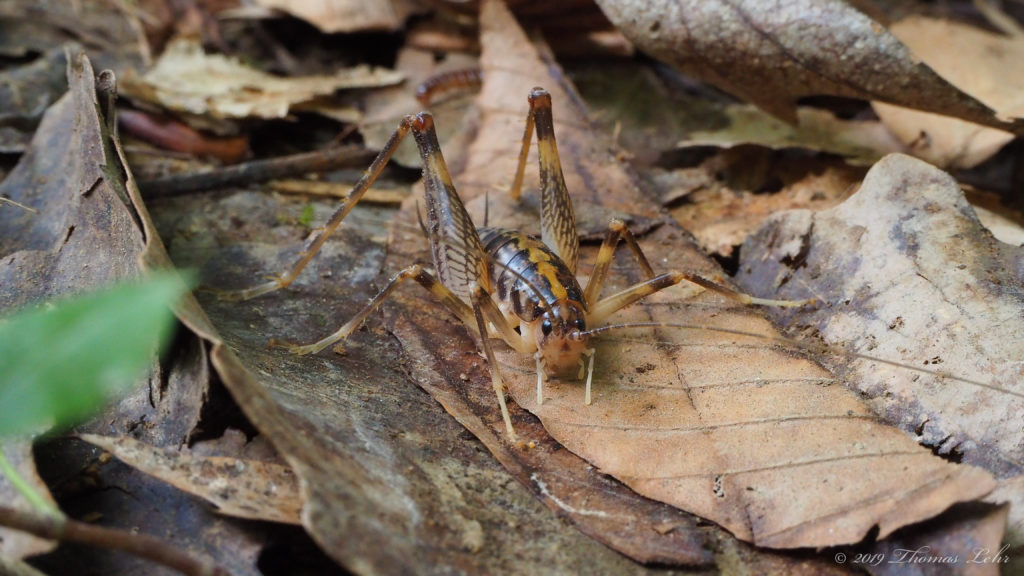 Be not impatient – a little space – know you I salute the air, the ocean and the land, —Walt Whitman