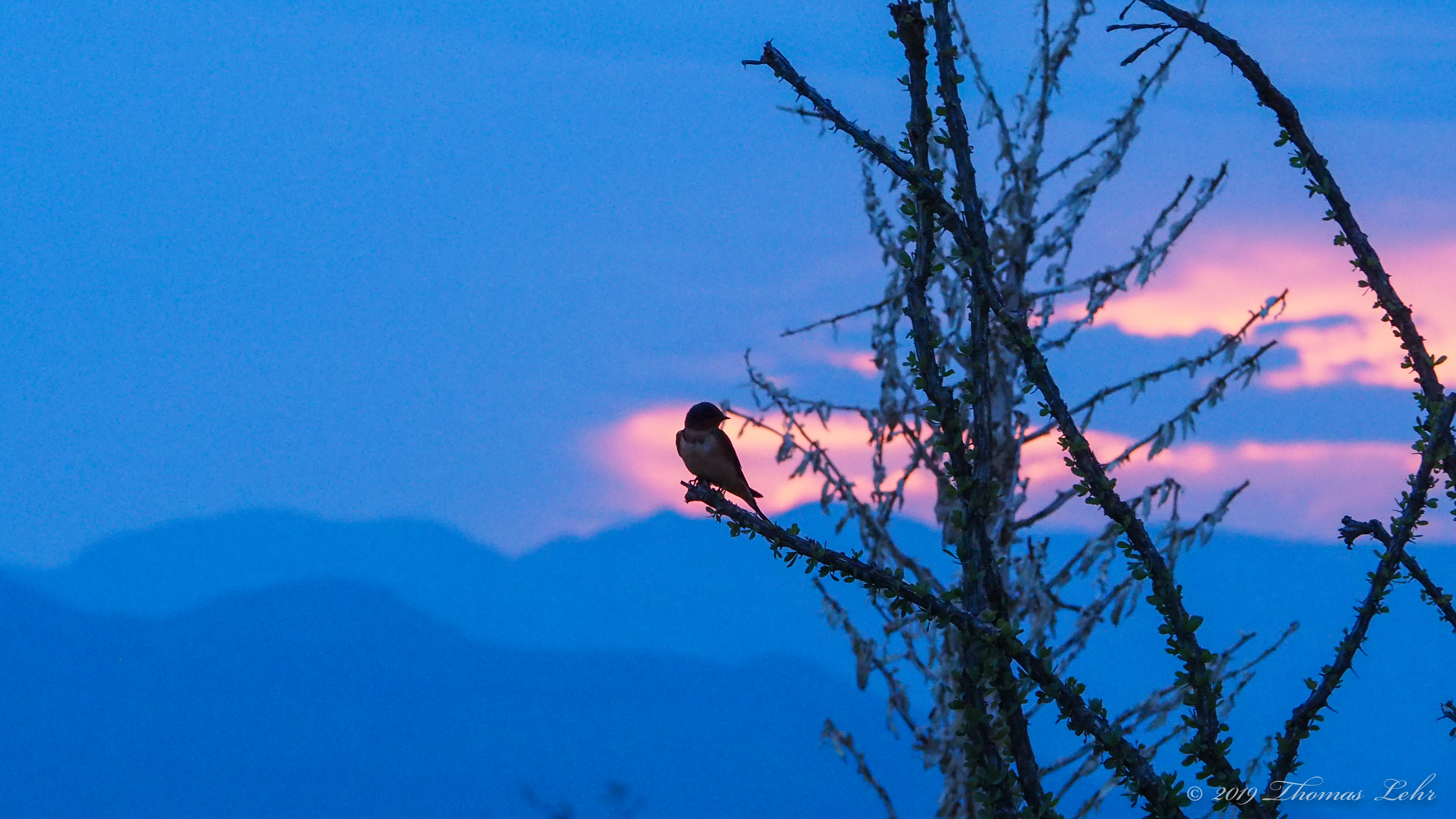 soon, the night buds will unfold.