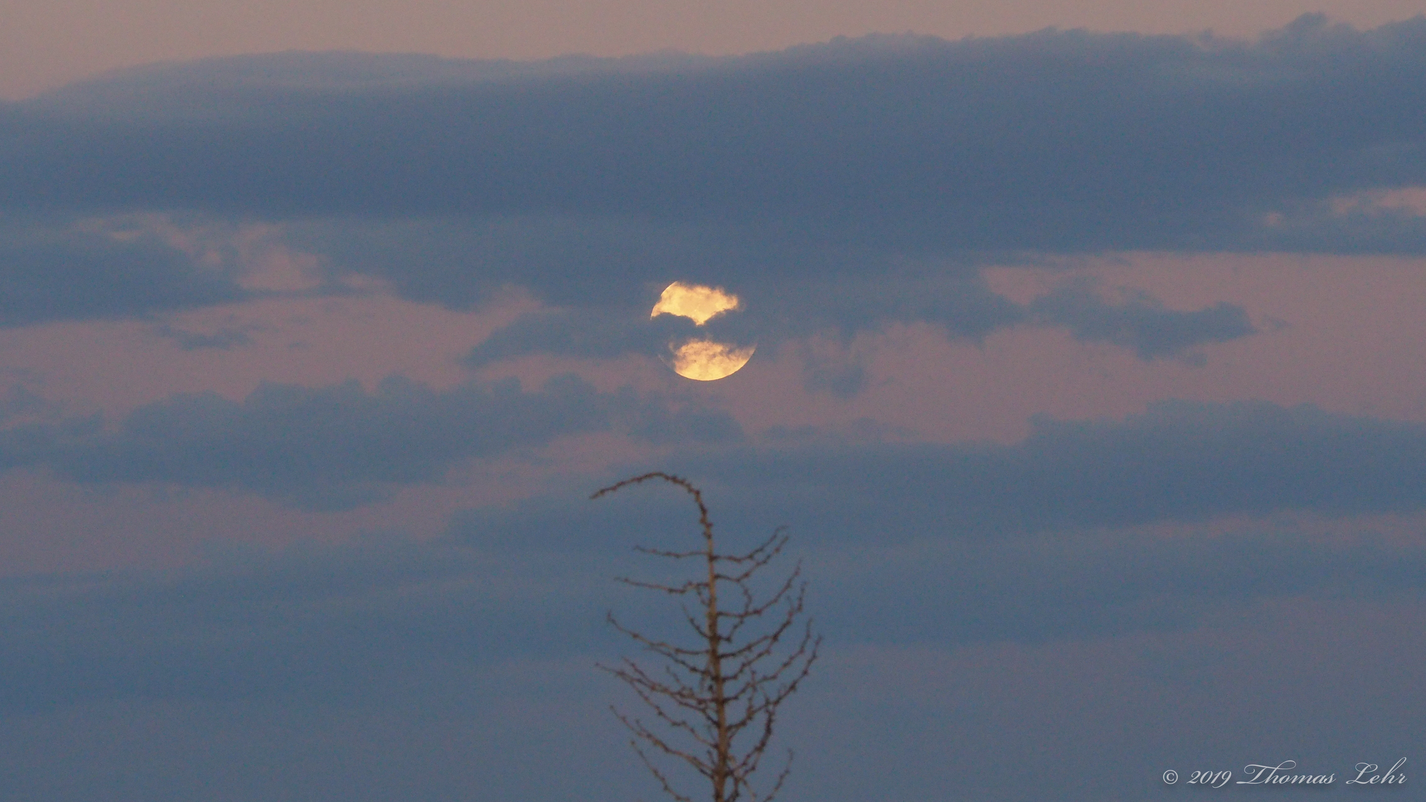 Milk blue from its moon, the sky