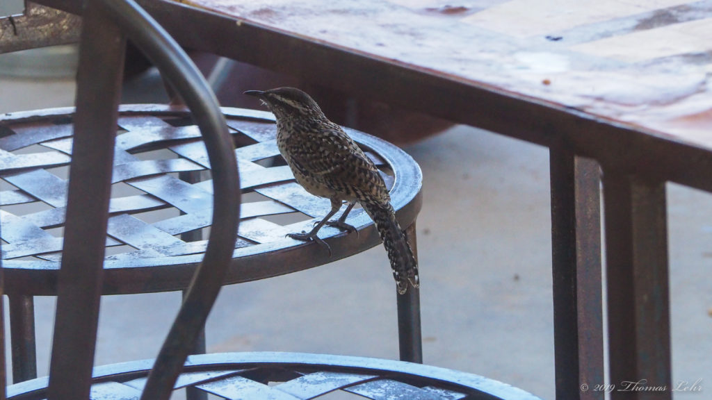 a we-see poem, a they-love poem.