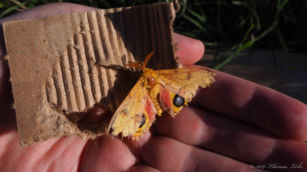 I sometimes ran into the wind. —Federico García Lorca, translated by Jerome Rothenberg