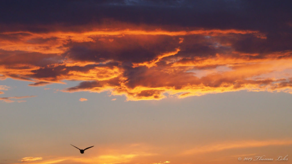 the berries than for the thorns that are