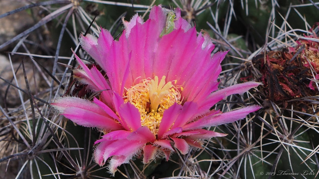 How many far places were once