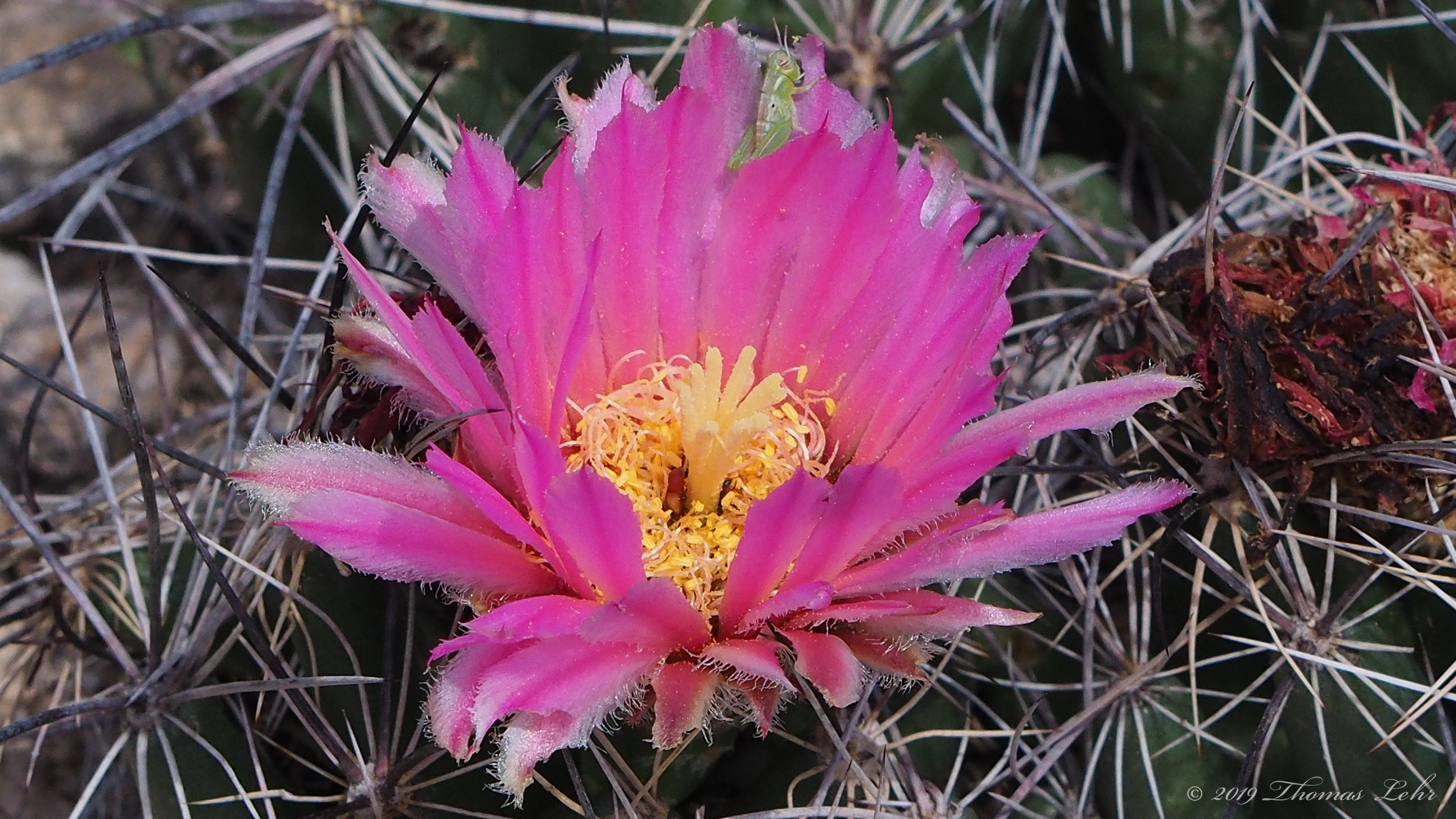 you, infinitude of space.