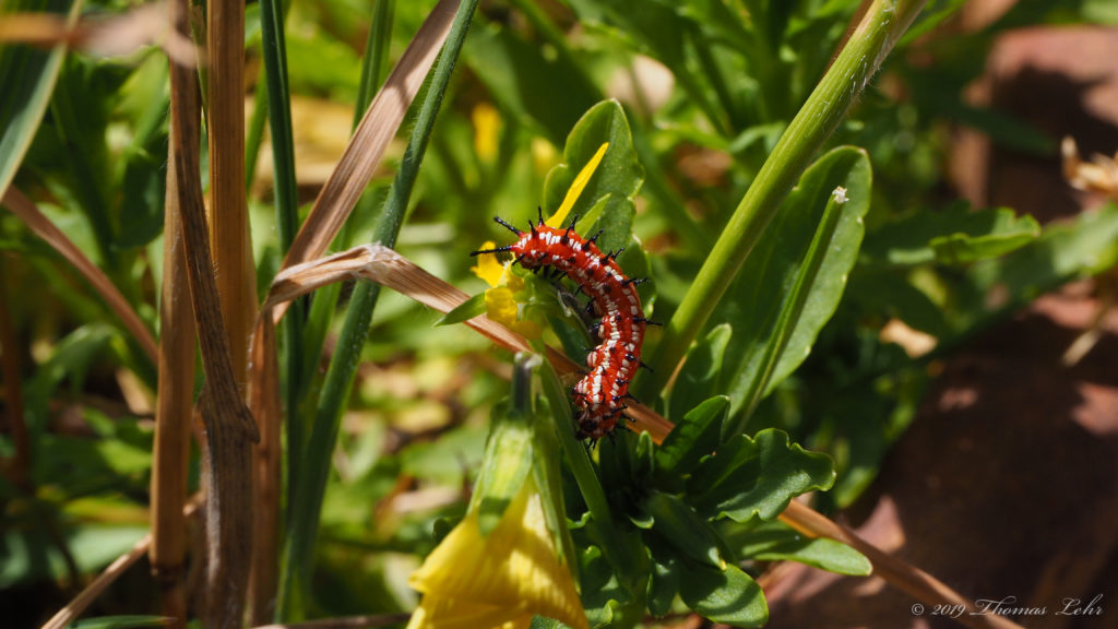 When I breathe them now, do they know me again?